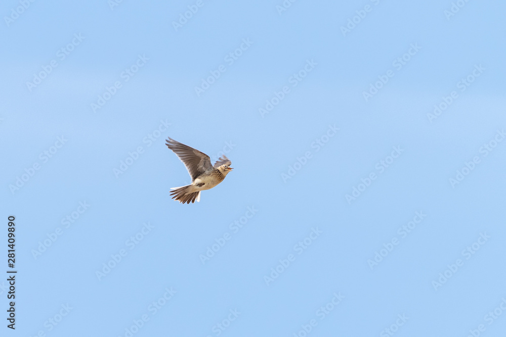 Eurasian skylark (Alauda arvensis) Eurasian skylark (Alauda arvensis)