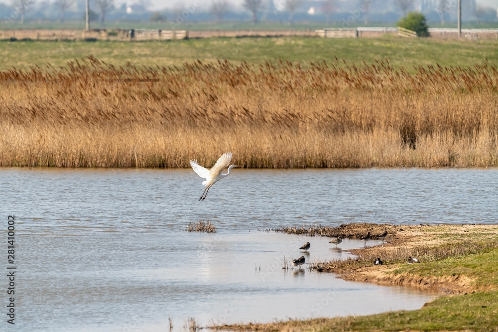 Great Egret (Ardea alba) taken in the UK Great Egret (Ardea alba) taken in the UK