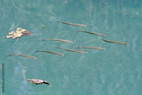 Swarm of fish in clear water (Peloponnese, Greece) - Fisch-Schwarm im klaren Wasser (Peloponnes, Griechenland) photo