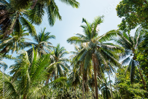 exotic forest of coconut trees in sunny weather