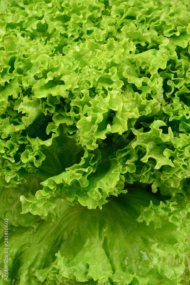 Iceberg lettuce in woman hands isolated on white background. Iceberg lettuce in woman hands isolated on white background.