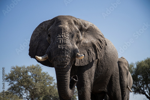 Elephant straight ahead