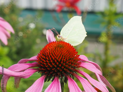 butterfly on flower