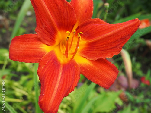 orange lily in garden