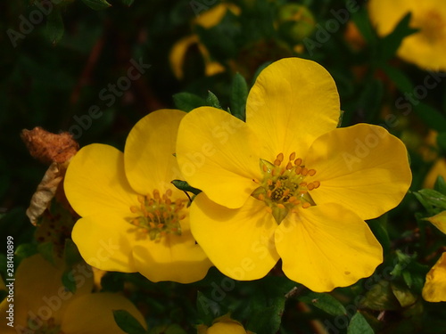 yellow flowers in the garden