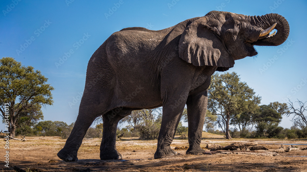 Epic Elephant