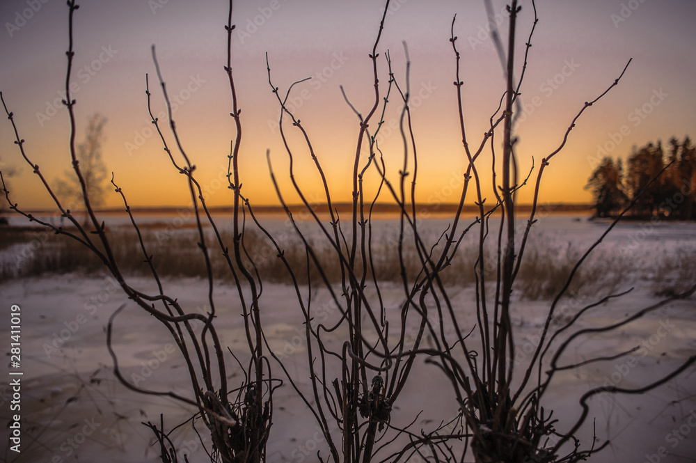 branches on the background of snow sunset branches on the background of snow sunset