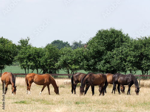 Grazing Herd of Horses