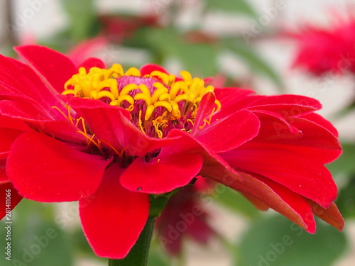 red flower in the garden