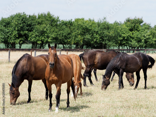 Grazing Herd of Horses © Nigel Baker