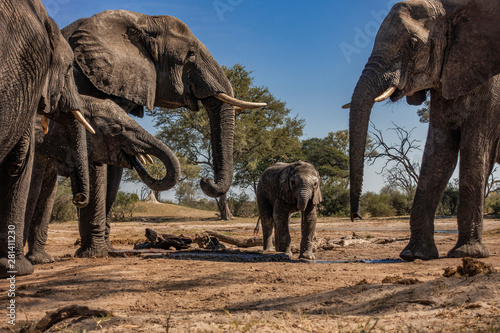 Baby Elephant at the Watering hole