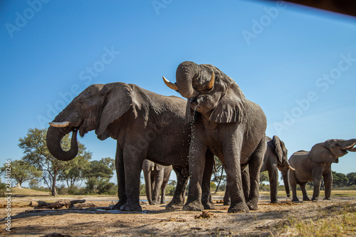 Elephants at the Watering Hole © Charles