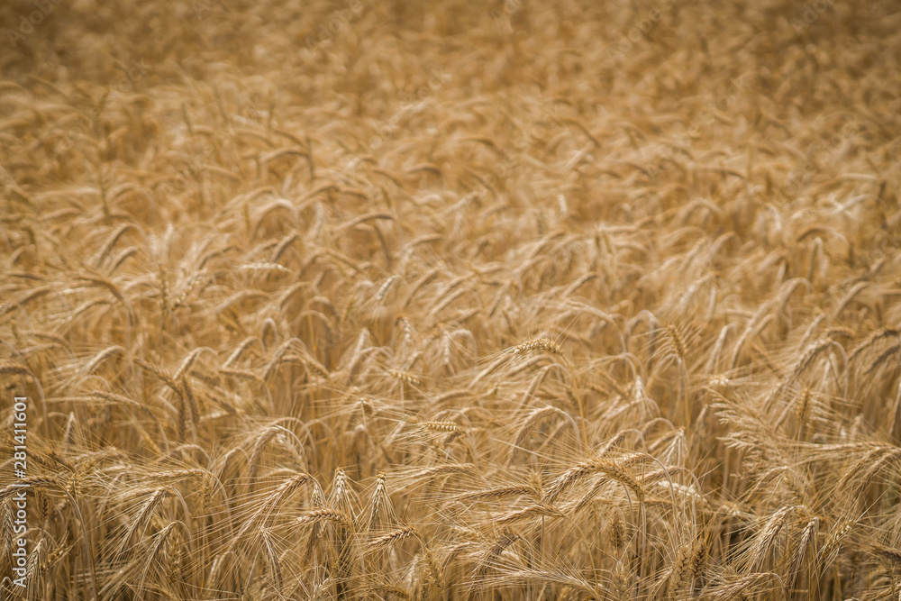 yellow wheat field during the summer. yellow wheat field during the summer.