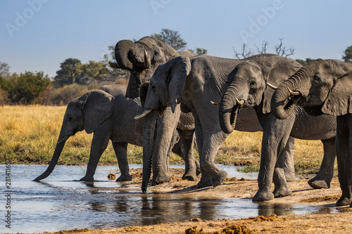 Elephants Drinking