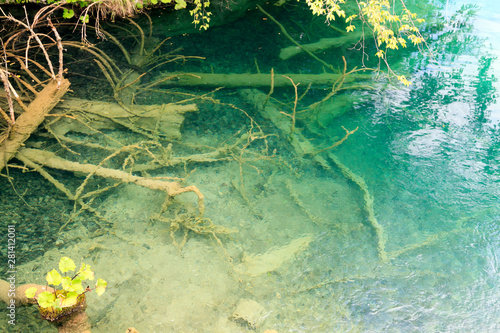 fallen tree lies on the bottom in the purest water in the national Park of Croatia Plitvice lakes