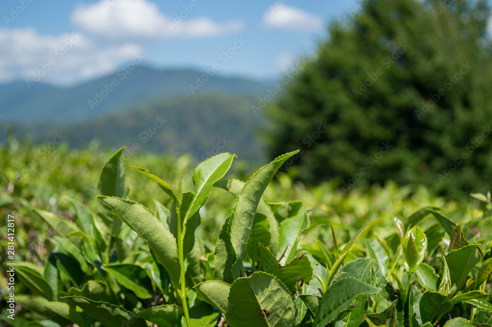 Fototapeta premium Close up fresh tea leaves in day sunlight