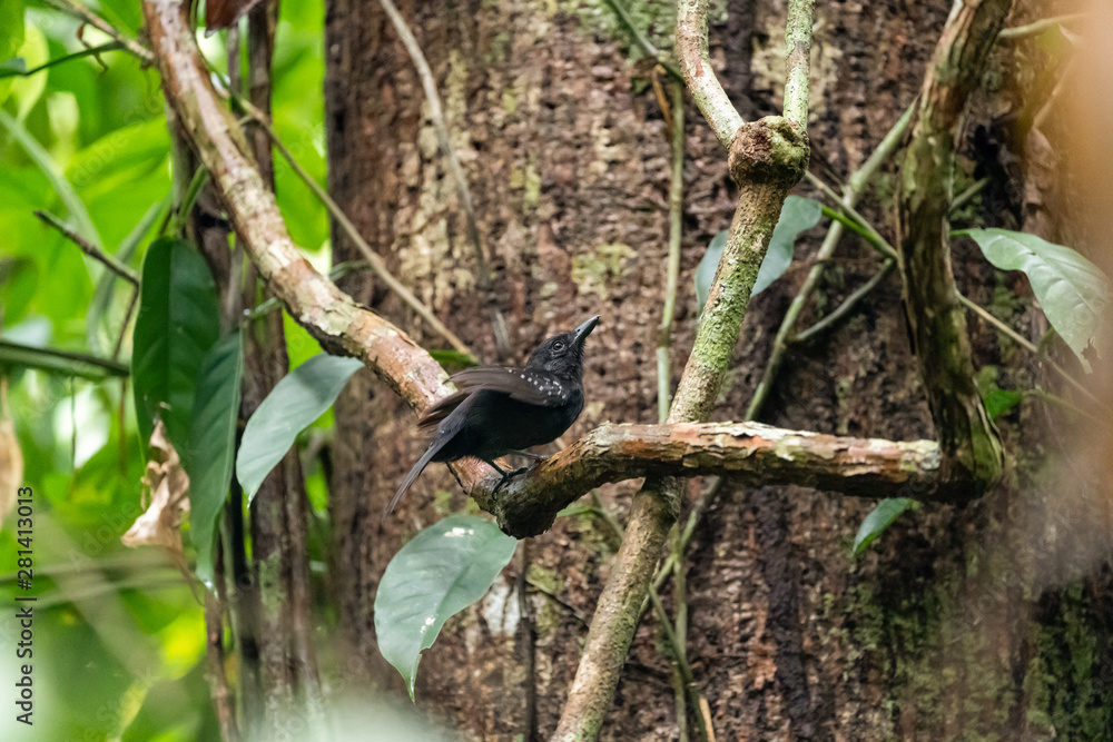 Black-hooded Antshrike (Thamnophilus bridgesi) in Costa Rica