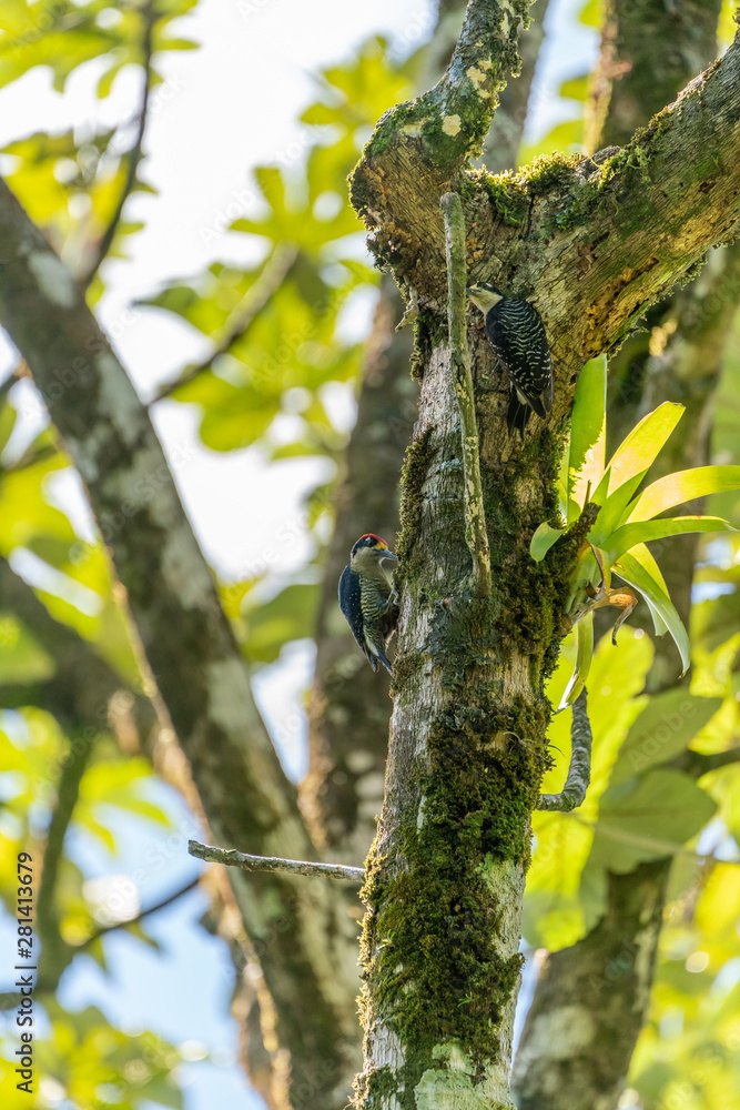Fototapeta premium Red-crowned Woodpecker (Melanerpes rubricapillus) in Costa Rica
