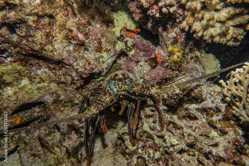 Coral reefs and water plants in the Red Sea  Eilat Israel