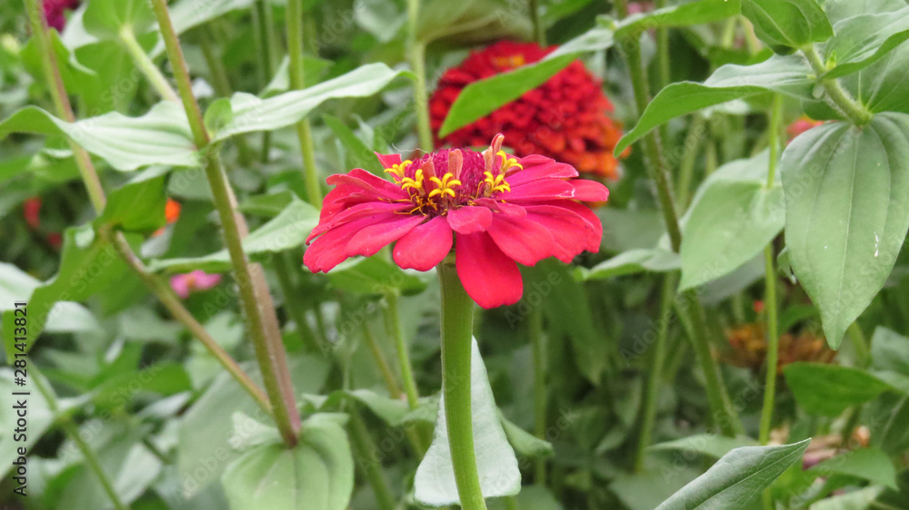 Zinnia flowers in summer flower bed Zinnia flowers in summer flower bed