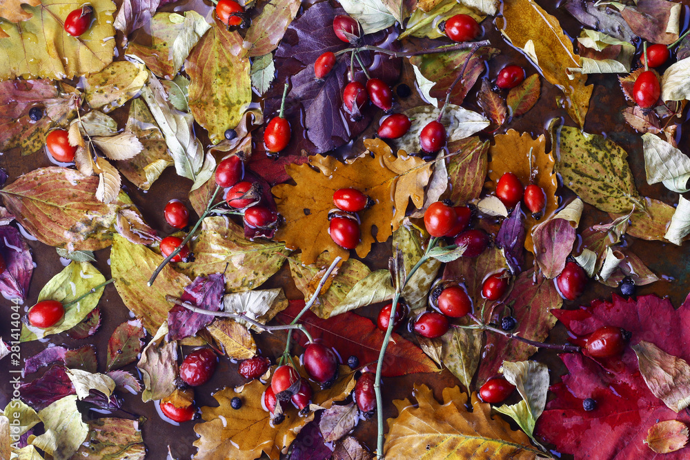 Naklejka premium Autumn background. Dog rose and fallen red and yellow leaves on wet ground.