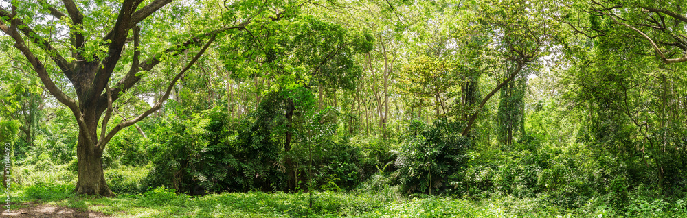 Panoramic Tropical rain forest jungle in Thailand Panoramic Tropical rain forest jungle in Thailand