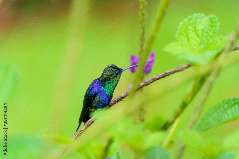 Obraz premium violet-crowned woodnymph (Thalurania colombica colombica) in Costa Rica