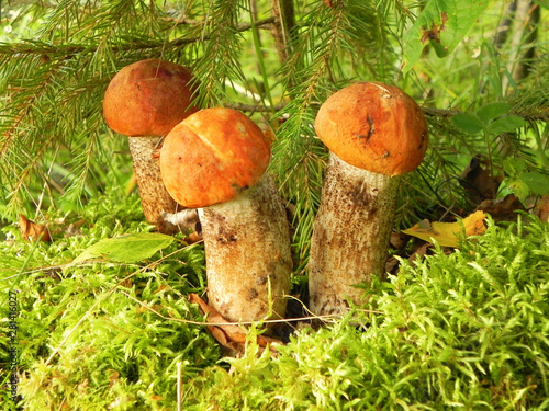 Family boletus under a pine tree in the forest.