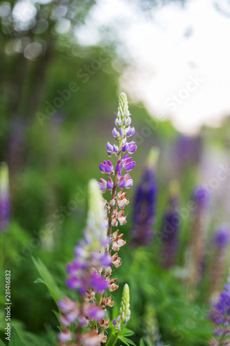 Lupin field with purple flowers