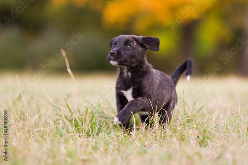 Cão Fila de São Miguel Welpe im Herst