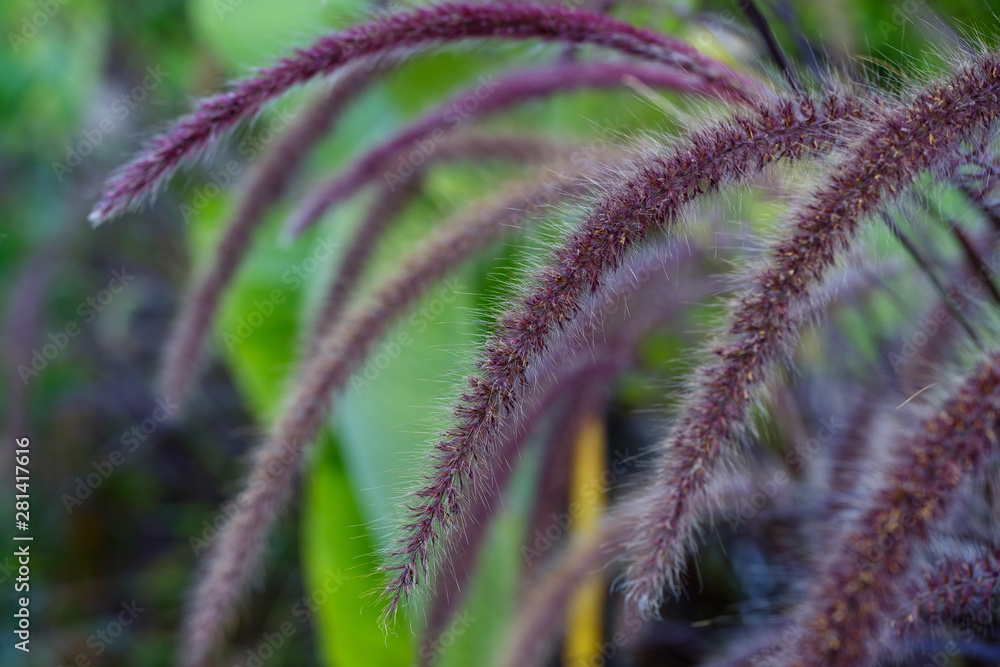 Macro photo. Pennisetum bristly in the garden close-up. Beautiful fluffy flower Macro photo. Pennisetum bristly in the garden close-up. Beautiful fluffy flower