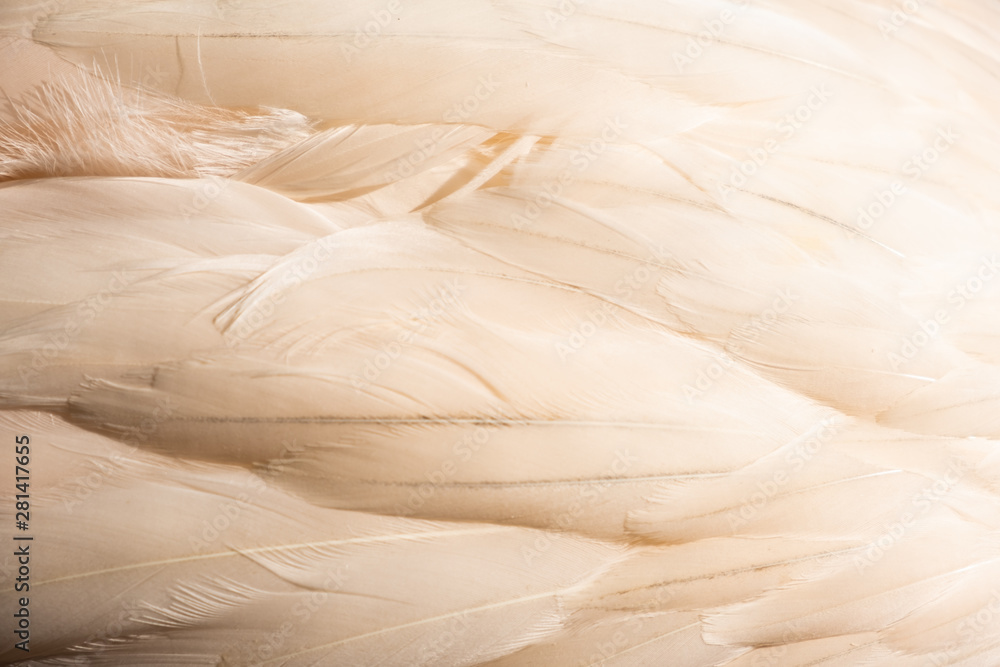 Obraz premium Pink flamingo feathers, close-up, texture. Bird feathers
