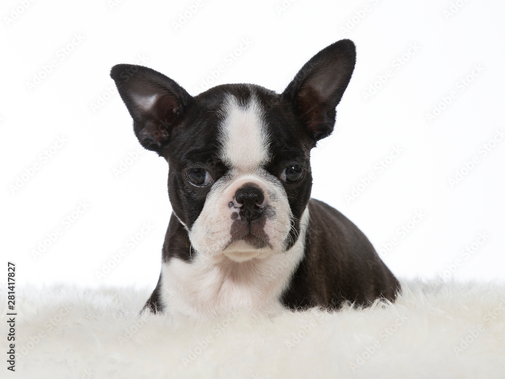 Boston terrier puppy dog portrait. Image taken in a studio with white background. Puppy is 8 weeks old.