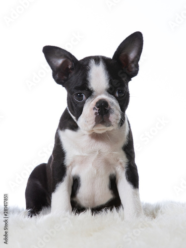 Boston terrier puppy dog portrait. Image taken in a studio with white background. Puppy is 8 weeks old. © Jne Valokuvaus