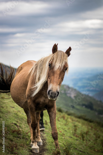 Cheval dans les montagnes Basque Pottok
