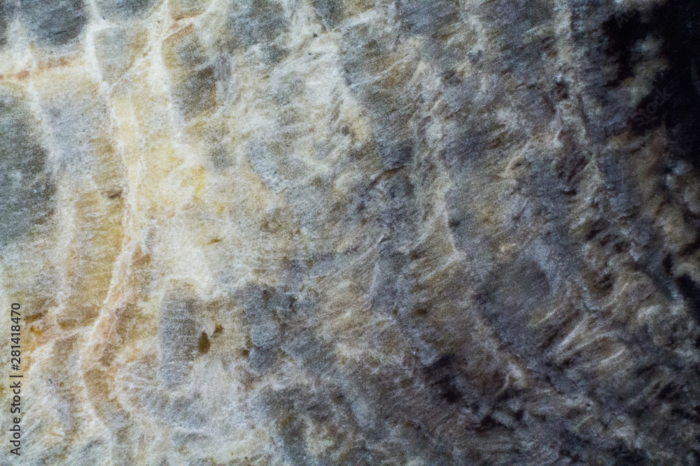 Natural piece of saw cut of petrified wood macro texture Natural piece of saw cut of petrified wood macro texture