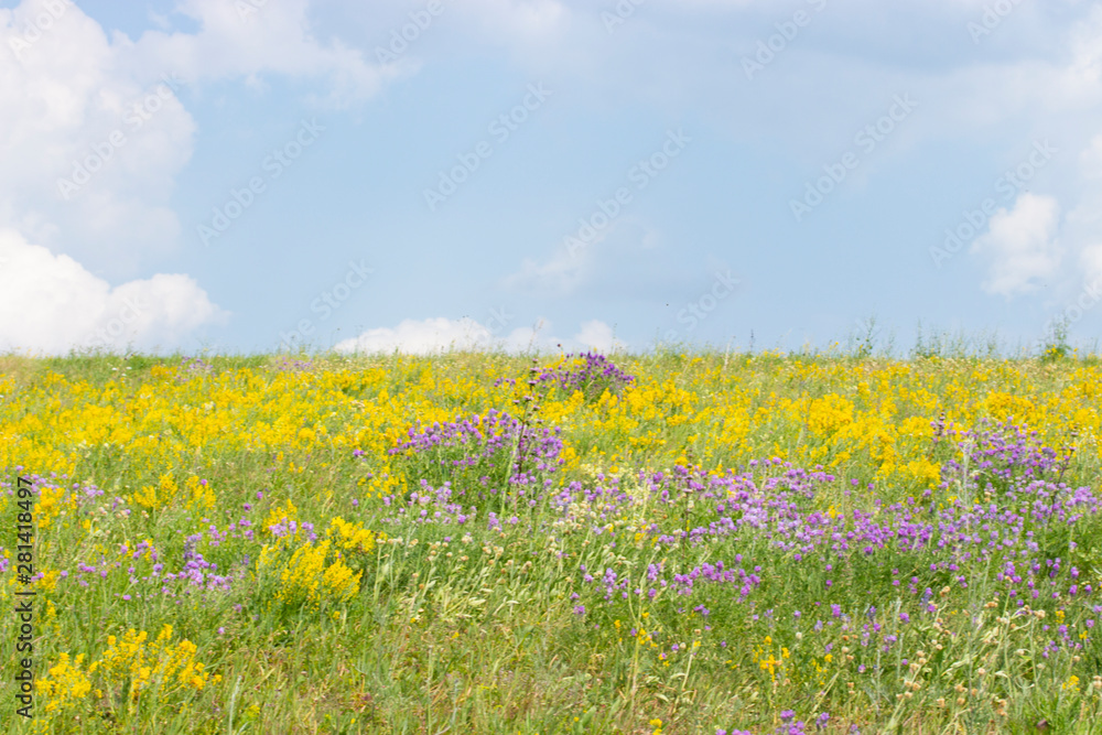 Summer sunny meadow blooming wild flowers yellow green purple lilac. Idyllic rural nature landscape