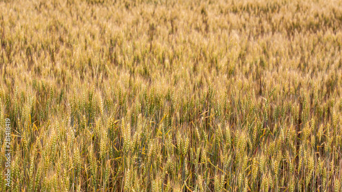 A field of wheat (Triticum) in the countryside. Farming. Rich harvest.