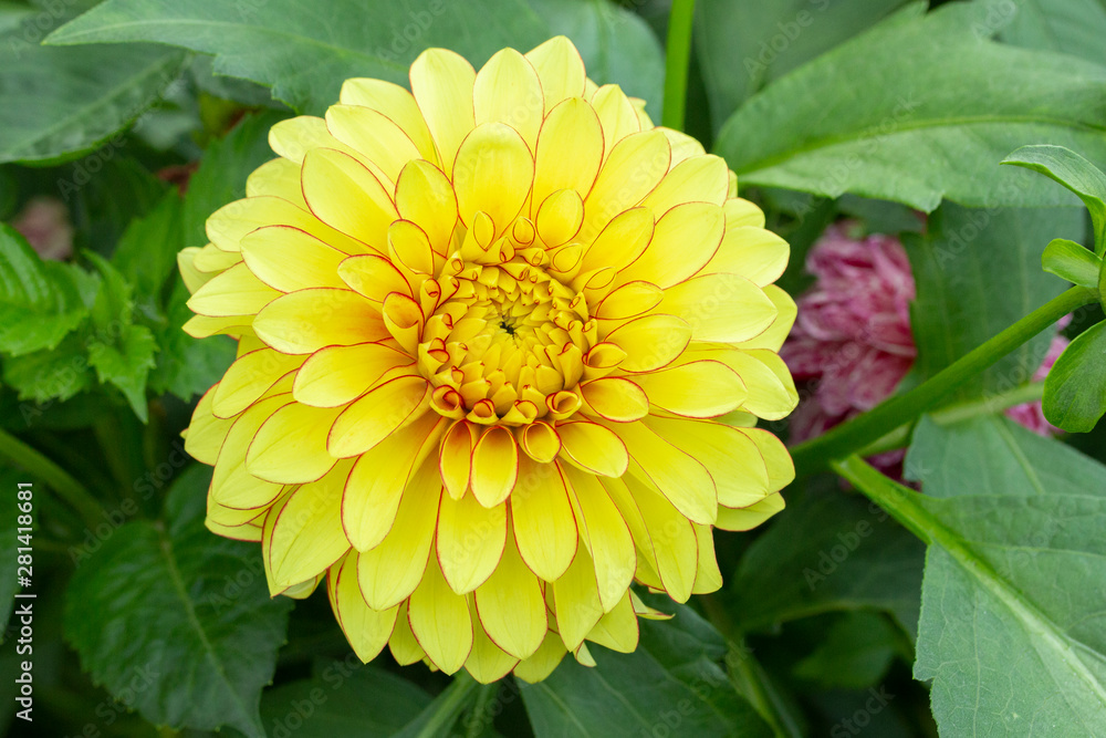 Flower yellow dahlia close-up Flower yellow dahlia close-up