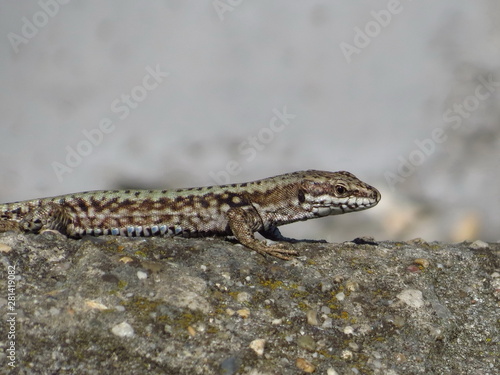Lizard standing on the stone