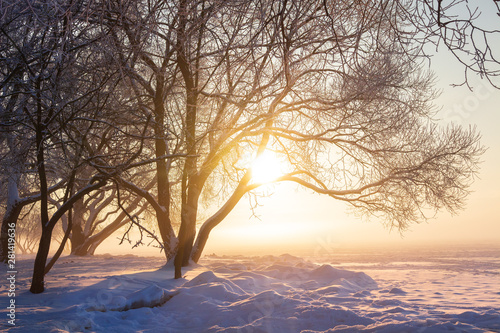 Beautiful winter scene in sunlight. Winter morning sunrise. Sunny winter landscape. Christmas background. Snowy nature landscape. Amazing frosty weather with sun