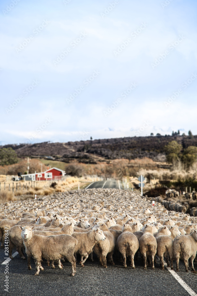 Embouteillage de mouton en Nouvelle Zélande