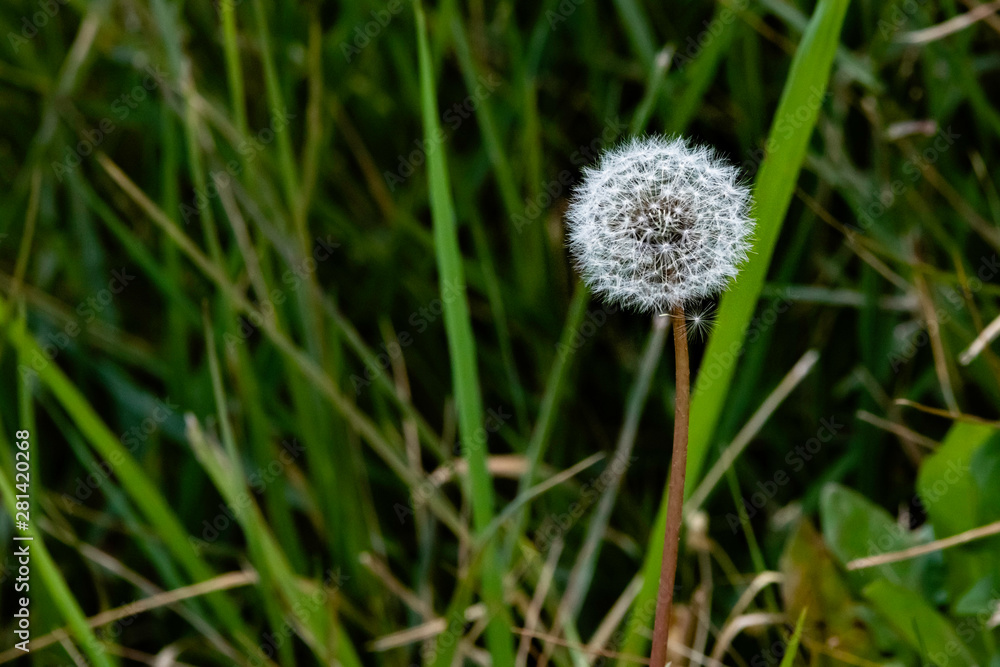 White dandelion blooming beside the swamp