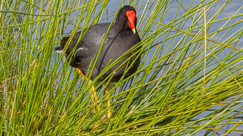 Common Gallinule enjoying tle late afternoon sun photo