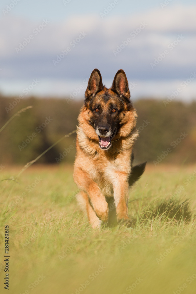 Altdeutscher Schäferhund im Herbst Altdeutscher Schäferhund im Herbst