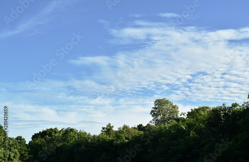 big tree in forest with bright sky background on summer day