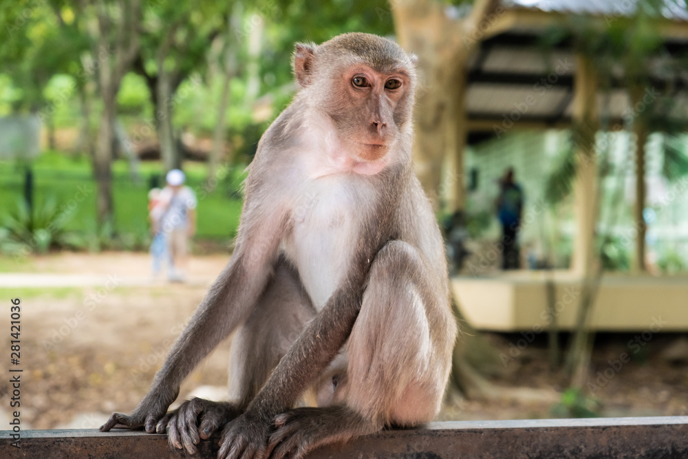 Naklejka premium monkey. The concept of animals in the zoo. soft focus