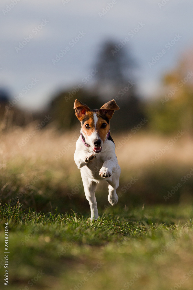 Jack Russel terrier spaziergang auf dem Feld