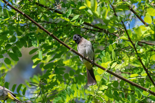 Close up of White-spectacled Bulbul (Pycnonotus xanthopygos)
