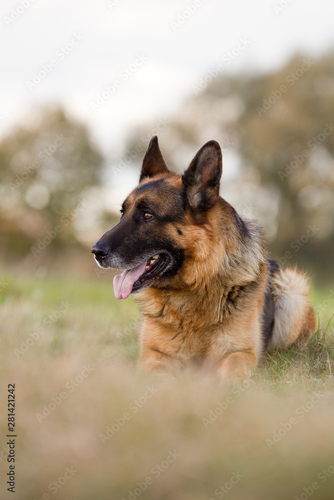 Altdeutscher Schäferhund im Herbst